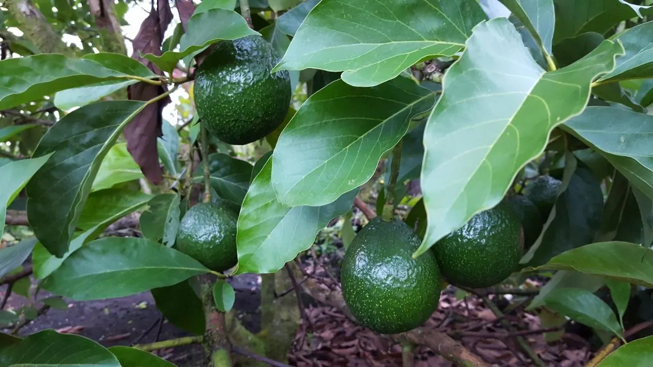 度假居 Hale O Nani Mala Pua Home Pahoa 美国